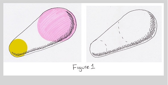 a 3D shape and its 2D cross-section